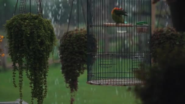 Kleur tropische papegaai spelen met veren in kooi in de regen — Stockvideo