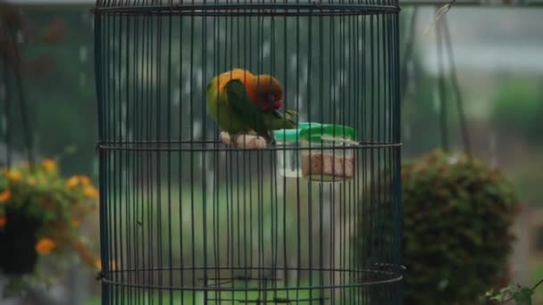 Couleur perroquet tropical jouer avec plume dans la cage sous la pluie — Video