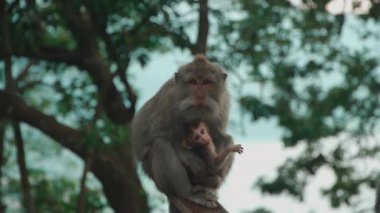 maymun anne ve bebek tropikal ağacın dalında oturuyor ve kameraya bakıyor.