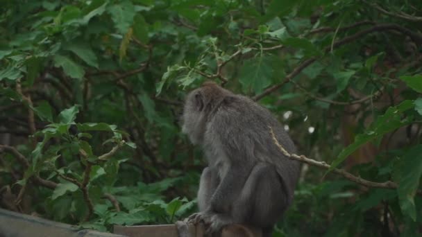 Maymun anne dalda oturuyor ve bebek yağmur ormanlarında ağaçta zıplıyor. — Stok video