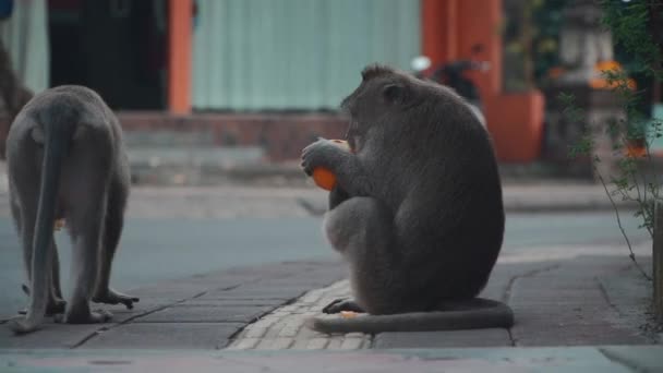 Komik maymun Balian Ubud caddesinde oturuyor ve portakal yiyor. — Stok video