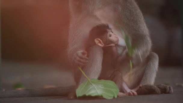 Η μητέρα μαϊμού τρώει φύλλα και τρέφεται με το μωρό γάλα στο τροπικό δάσος — Αρχείο Βίντεο