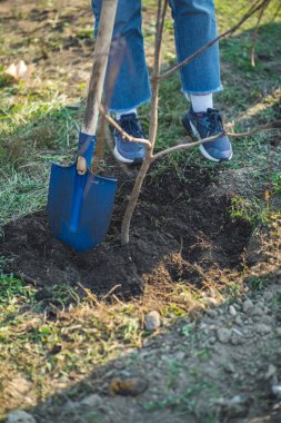 Yeşiller parkında bahçe aletleriyle yeni ağaçlar dikmek