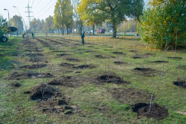 Yeşiller parkında bahçe aletleriyle yeni ağaçlar dikmek