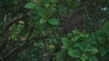 Dağlardaki tropikal ağacın dalına tırmanıp zıplayan küçük komik maymun.