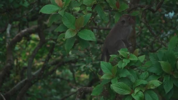 Pequeño mono divertido subir y saltar en la rama de árbol tropical en las montañas — Vídeo de stock