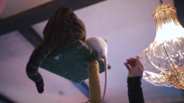 Grappige rat en kat zitten samen op de bovenste plank — Stockvideo