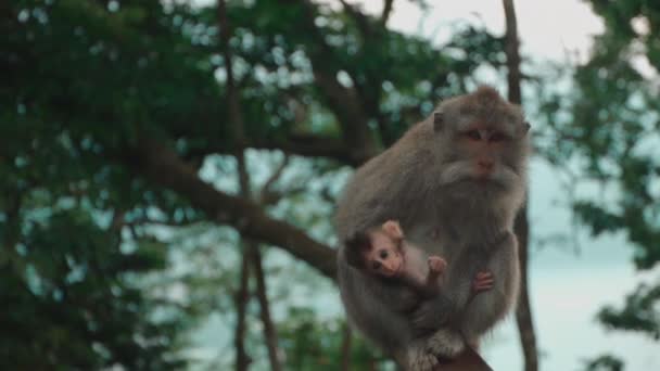 mère singe avec bébé assis sur la branche de l'arbre tropical et regardant la caméra 