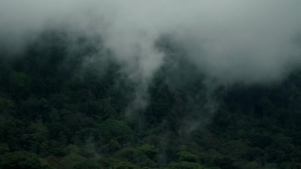 Scène van tropisch regenwoud en bergen in mist na regen — Stockvideo