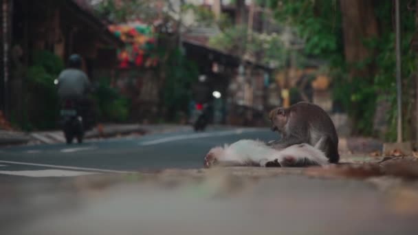 Keluarga monyet lucu berbaring di tanah dan menggaruk dan mencari kutu — Stok Video