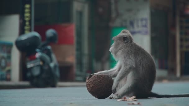 Komik maymun Balian Ubud caddesinde oturuyor ve hindistan cevizi yiyor. — Stok video