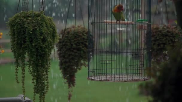 Kleur tropische papegaai spelen met veren in kooi in de regen — Stockvideo