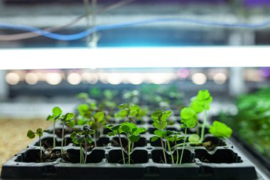 Fesleğenli ve yeşil sebzeli hidrofonik çiftlik.