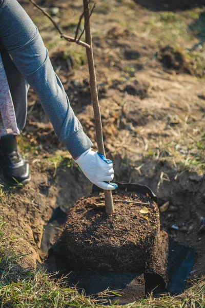 Yeşiller parkında bahçe aletleriyle yeni ağaçlar dikmek
