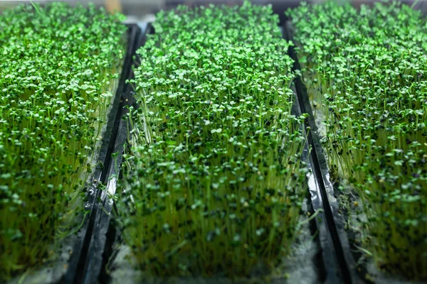 hydroponic farm with green mustard and growing vegetables