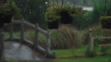 Ağır tropikal yağmur damlaları yeşil saksılara düşer.