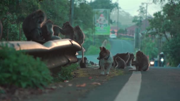 Grappige apen en honden zitten op de weg in Indonesië — Stockvideo