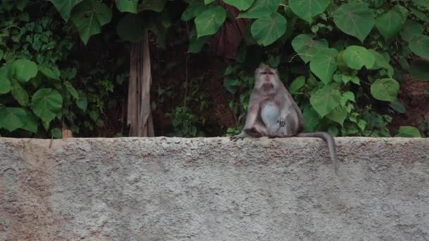 Drôle singe assis sur la clôture de pierre dans la rue en Asie — Video