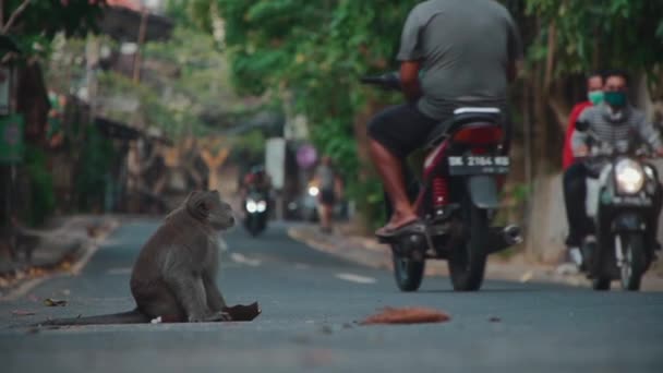 Macaco sentado na estrada com motocicletas na rua na ásia — Vídeo de Stock