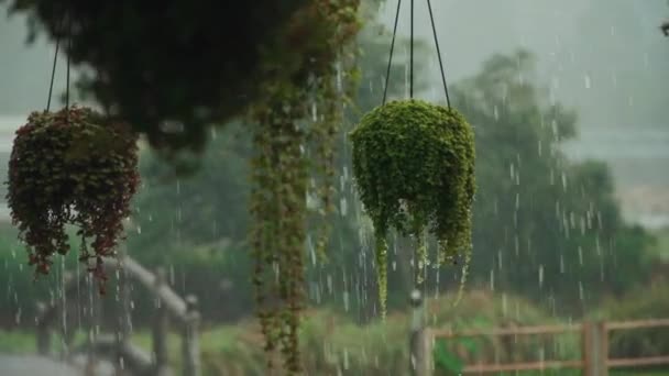 Pomalý pohyb silných tropických kapek deště na zelené květináče — Stock video