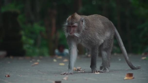 Mono caminando por carretera en la calle cerca de bosque tropical en indonesia — Vídeo de stock