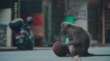Komik maymun Balian Ubud caddesinde oturuyor ve hindistan cevizi yiyor.