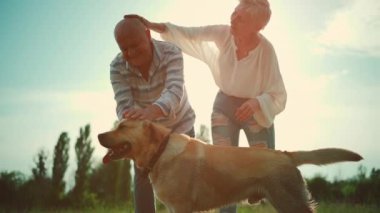 Mutlu yaşlı çift güneşli yaz parkında Labrador emekli köpeğiyle oynuyor.