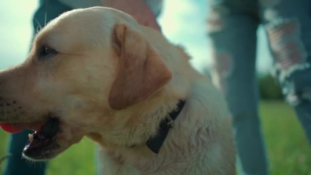 Gelukkig senior paar spelen met labrador retiever hond in zonnig zomer park — Stockvideo