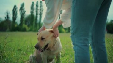 Mutlu yaşlı kadın güneşli yaz parkında Labrador Retriever köpeğiyle oynuyor.