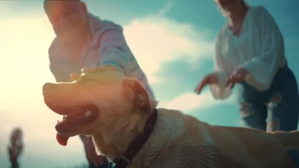 Happy senior couple play with labrador retriever dog in sunny summer park — Stock Video