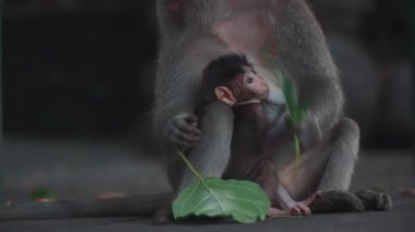 Anne maymun tropikal ormanda yaprak yer ve süt bebekle beslenir.