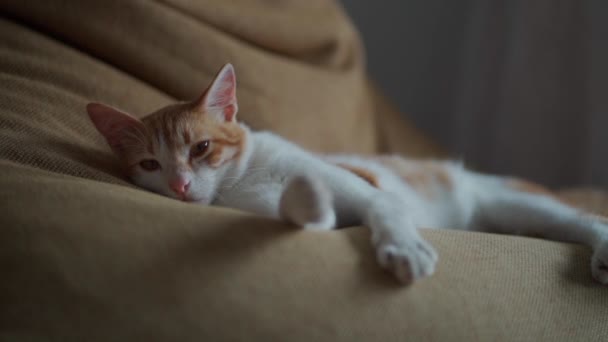 Cute domestic ginger cat lies on couch in room — Stock Video