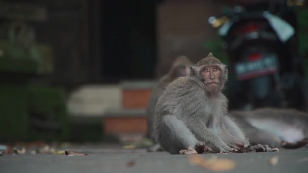 Funny monkey family play, searching flea and eat food — Stock Video