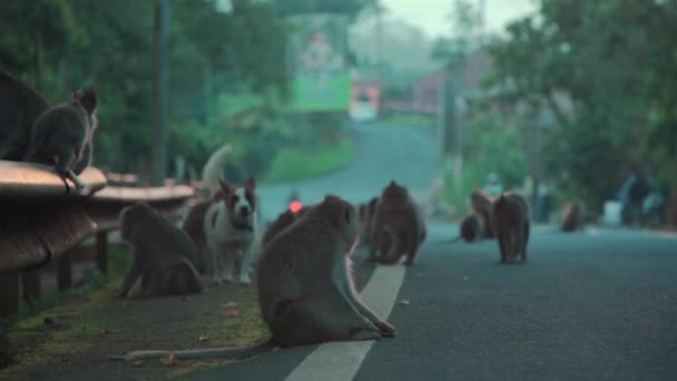 Monyet lucu dan anjing duduk di jalan di indonesia — Stok Video