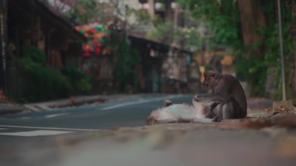 面白い猿の家族が地面に横になってノミを探し — ストック動画
