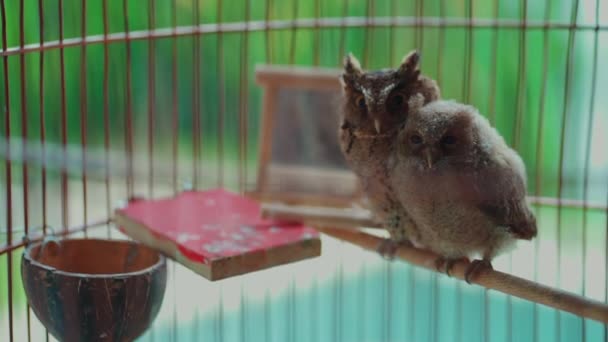 Pair of funny domestic owls sitting on branch in cage — Stock Video