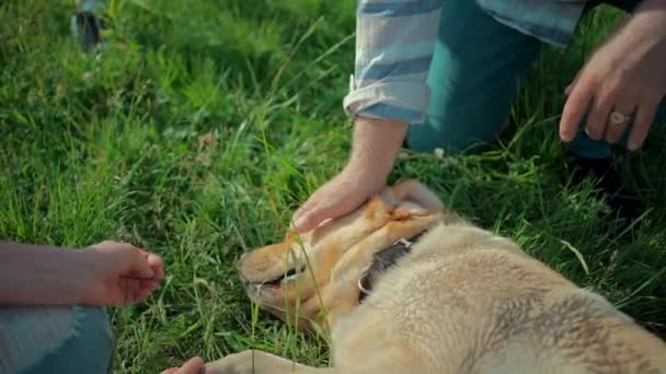 Gelukkig senior paar spelen met labrador retriever hond in zonnig zomer park — Stockvideo