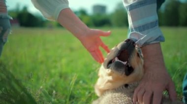 Mutlu yaşlı çift güneşli yaz parkında Labrador Retriever köpeğiyle oynuyor.