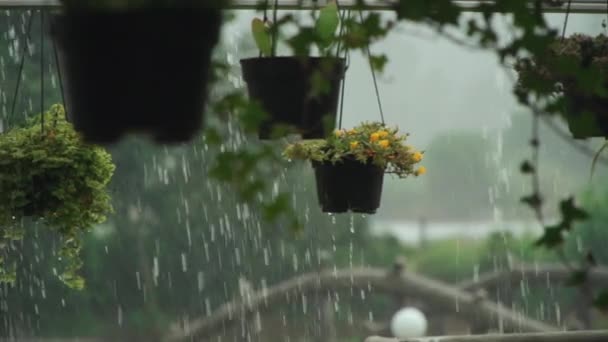 Langzame beweging van zware tropische regendruppels op groene plantenpotten — Stockvideo