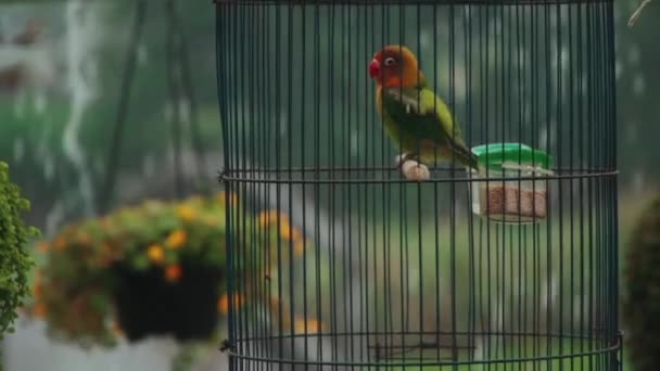 Juego de loro tropical de color con pluma en jaula bajo la lluvia — Vídeos de Stock