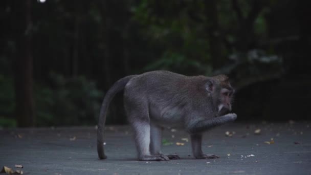 Yalnız maymun Asya 'da sokaklarda dolaşıp yiyecek arıyor. — Stok video