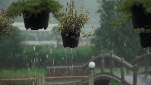 Langzame beweging van zware tropische regendruppels op groene plantenpotten — Stockvideo