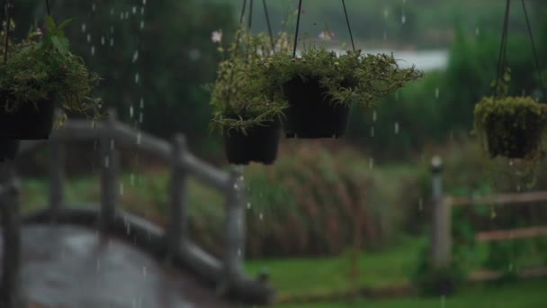 Pomalý pohyb silných tropických kapek deště na zelené květináče — Stock video