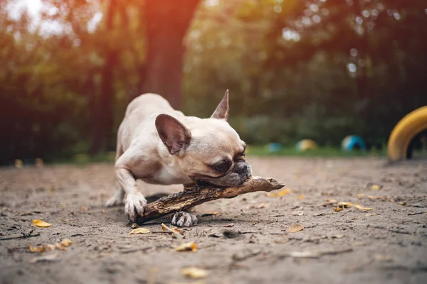 Joven bulldog francés juguetón jugar con palo de madera en el parque de verano —  Fotos de Stock