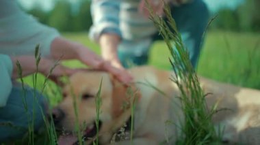 Mutlu yaşlı çift güneşli yaz parkında Labrador Retriever köpeğiyle oynuyor.