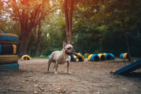Young playful french bulldog dog play with wooden stick in summer park — Stock Photo, Image