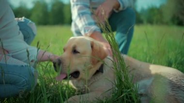 Mutlu yaşlı çift güneşli yaz parkında Labrador Retriever köpeğiyle oynuyor.
