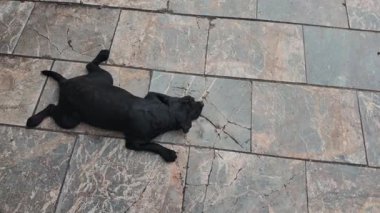 Komik, tembel köpek tuhaf bir şekilde dinleniyor, sevimli hayvan komik bir pozisyonda kestiriyor. Yüksek kalite 4k görüntü