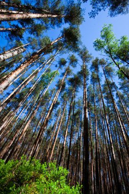 Yosun ve çam ağaçları, orman çöp, yabanmersini, yüksek ağaçlar ve mavi gökyüzü gibi yönlendirilir.