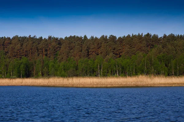 Bos Aan Oever Van Het Meer Strepen Gelijkaardig Aan Vlag — Stockfoto